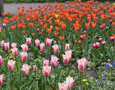 ⑦マダムのJAL旅イン札幌　2日目の3　円山公園～琴似イオン・マックスバリュー・共栄市場～