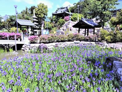 ２０２３年５月  カキツバタが咲く神戸、吉祥山實相寺（多聞寺）を拝観します！
