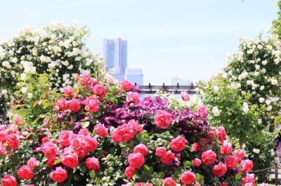 山下公園のバラ、見頃が続いています・・・