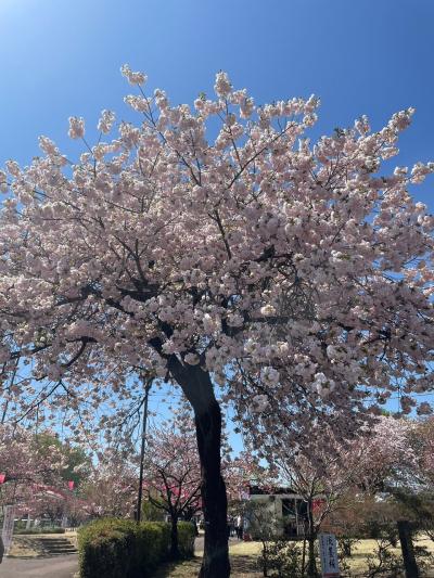 今年は、ちょっと早い桜サクラさくら&#127800;