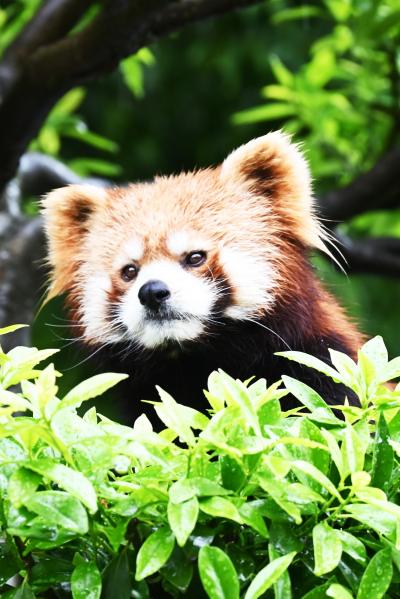 レッサーパンダはかわゆい !!! 西山動物園