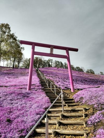 北海道に春がやって来た！！　　全面開花間近　東藻琴の芝桜