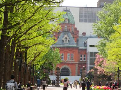 北海道庁旧本庁舎（赤れんが庁舎）改修見学施設一般公開、とちょっと見頃過ぎたかな、の八重桜。