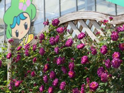 「とちぎ花センター」のバラ_2023(1)_GW前日は未だ咲き始めで、ほとんどツボミでした(栃木市）