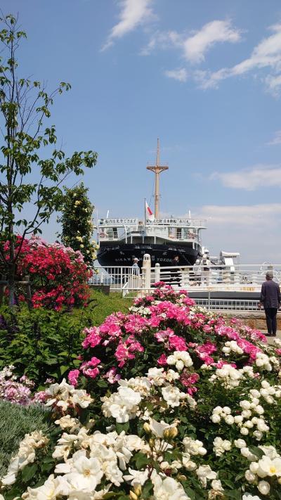 山下公園の薔薇が満開で 豪華絢爛！