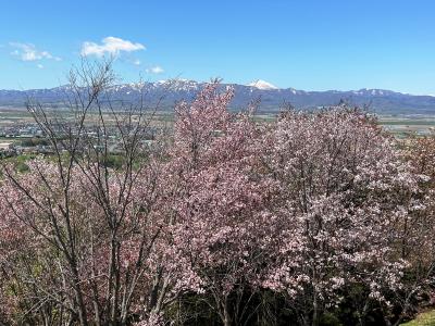 2023.05　マイナーな桜の名所探しで「奈井江・岩見沢」で「美唄とりめし」