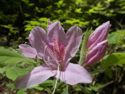 モチツツジが咲く熊山