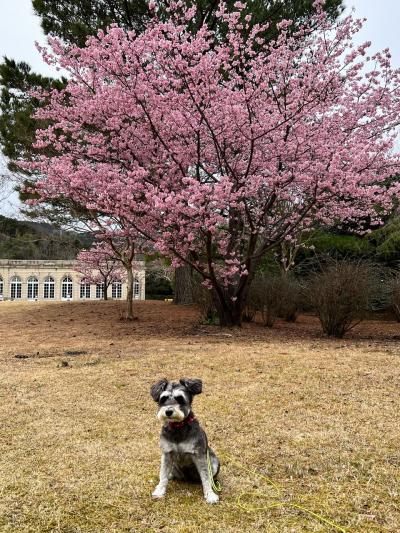 親孝行・犬孝行の旅～静岡編～
