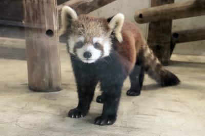 埼玉こども動物自然公園は子どもの日の翌日（後編）痛恨！レッサーパンダはハナビちゃんのみ＆ワラビーとキリンと乳牛とプレーリードッグの赤ちゃん