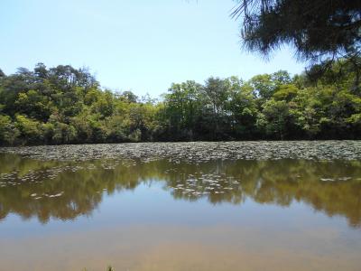 六甲山の荒地山から横池へ