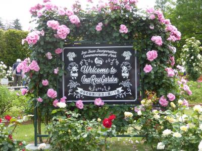 伊奈町制施行記念公園の薔薇
