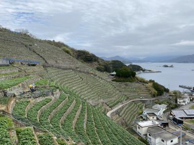 遊子水荷浦の段畑と桜めぐり