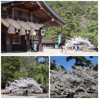 春旅 桜めぐり 岡山・米子・松江・出雲 5/5 (厳粛な雰囲気に桜色が添えられていました 編) 2023