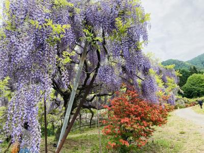 若穂山新田地区の大きな山藤の藤棚へ