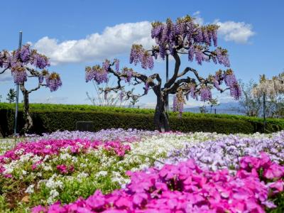 藤と芝桜を見に藤岡市を訪ねる