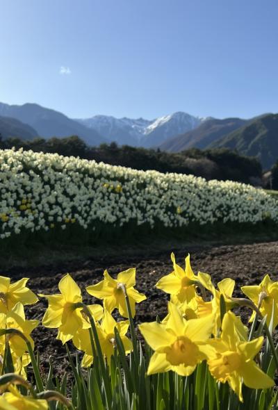 駒ケ根高原＆昼神温泉　＊☆花の旅☆＊　前編＜光前寺の桜と水仙＞