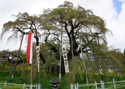 2023.4 三春の滝桜・花見山公園と福島7つの桜名所めぐり（2）