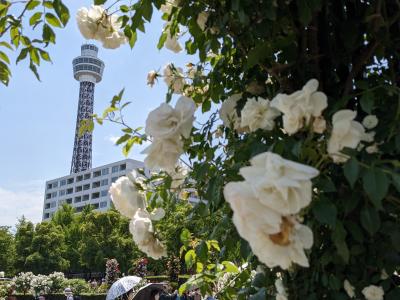 薔薇の季節①　横浜山下公園未来のバラ園　薔薇真っ盛り！2023.05.12