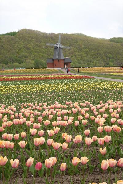 北海道・道東春３日間（１）羽田空港～紋別空港、上湧別・チューリップ園