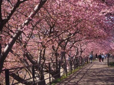 2022河津桜見学