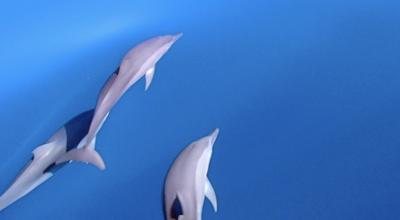 タイさんのインドネシアの旅25日目(2023/5/13)ブナケンの海のイルカとシュノーケリングツアー