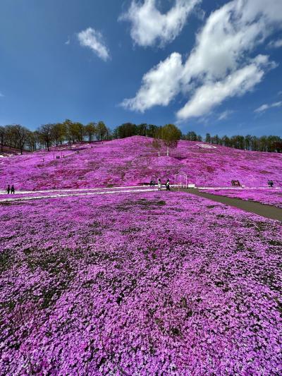 大空とピンクの大地の中で～ひがしもこと芝桜公園～