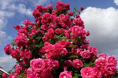 夕方の京成バラ園に行ってみました　マイルで観光近郊の薔薇を観るひとり旅2023.5.11三泊四日２泊目午後③