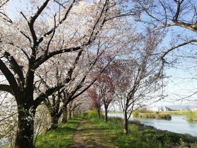 路線バスで京都を歩く2303　「京都市バス71号系統&89号系統に乗って、桂川・天神川背割堤の桜」　　～京都～