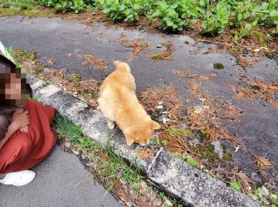 中国地方＆四国の旅～３日目　こんなところにイヌ&#128021;