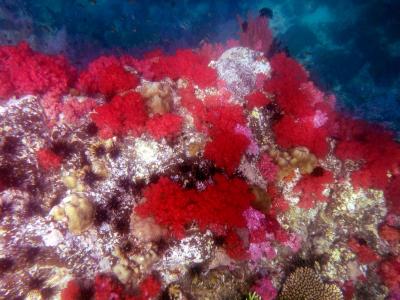 シンガで働く子供を訪ねて、併せて、シンガ～タイ・リぺ島～マレーシア・マラッカ～モルディブ（第６日目）