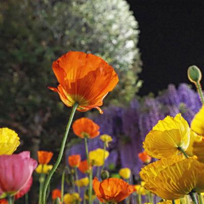 今年も藤の花が咲くころに☆栃木県：足利市（あしかがフラワーパーク）