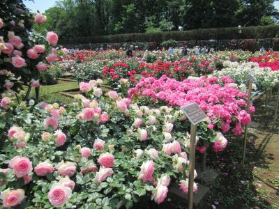 最盛期のバラを観賞しに神代植物公園へ