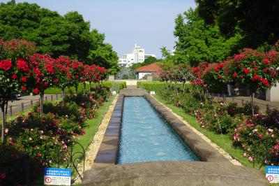 横浜山手のバラ　アメリカ山公園、港の見える丘公園、西洋館めぐり、イタリア山庭園