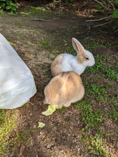 関西から一泊二日①～うさぎ島の日