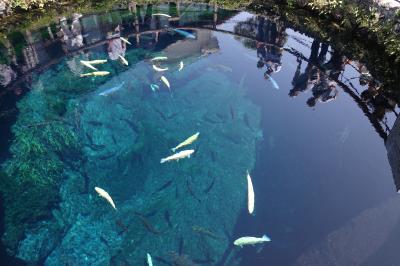 忍野八海 河口湖 鳴沢氷穴の散歩