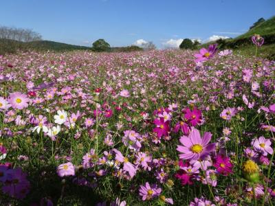秋のコスモスドライブ2/3(上場高原)