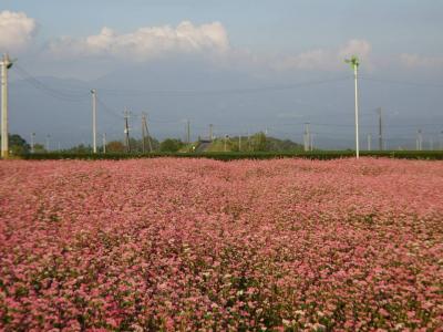 秋のコスモスドライブ3/3(大出水の湧水、嘉例川駅)