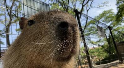 熊本へ～カピバラさんと初めての乳搾り体験♪