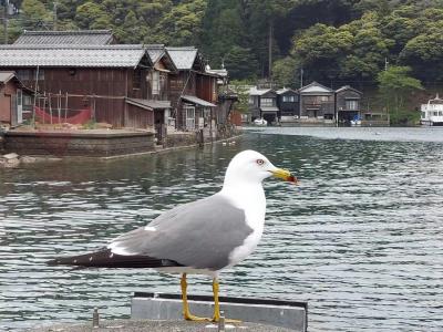 天橋立・城崎温泉３・・カモメと一緒に伊根の舟屋めぐり