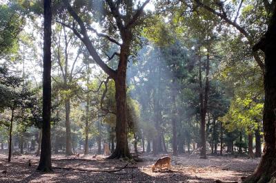 2023.1　奈良  興福寺と春日大社へ初詣