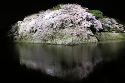 琵琶湖の桜を求めて（亀の井ホテル彦根・彦根城・ラ コリーナ近江八幡）