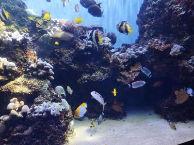 3年ぶりの3世代ハワイ9日目 ~ワイキキ水族館に行こう!