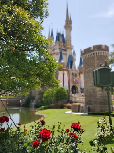 おめでとう40周年！　　お久しぶりの東京ディズニーランド