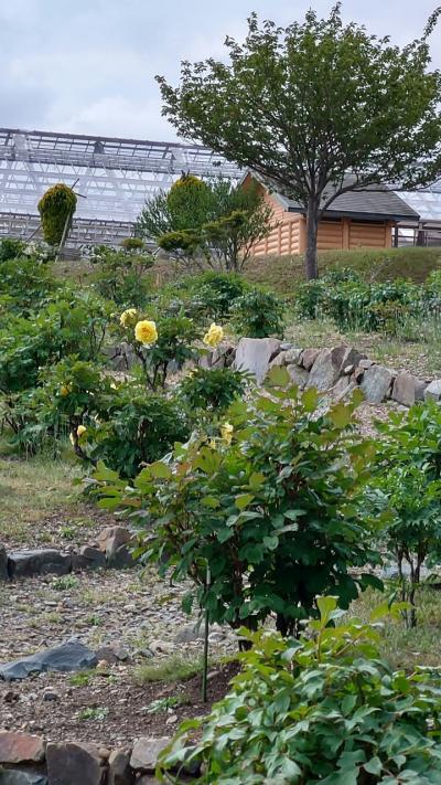 いなべ農業公園ボタン・禅林寺・観音寺2023