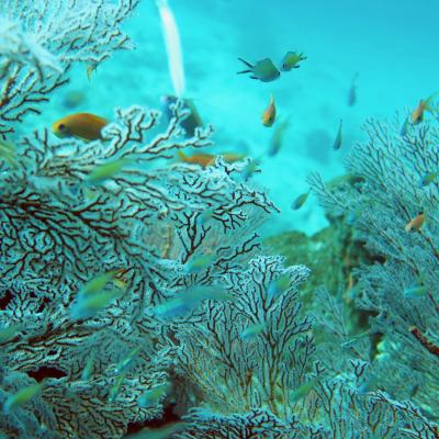 パギー！ジャラックバリ！GWバリの旅〔2〕滞在初日