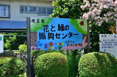 埼玉県「花と緑の振興センター」５月の花たち
