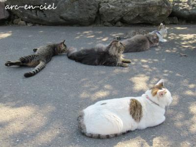 【ネコとのふれあい旅＊第3弾】福井県武生の猫寺★御誕生寺（2023）