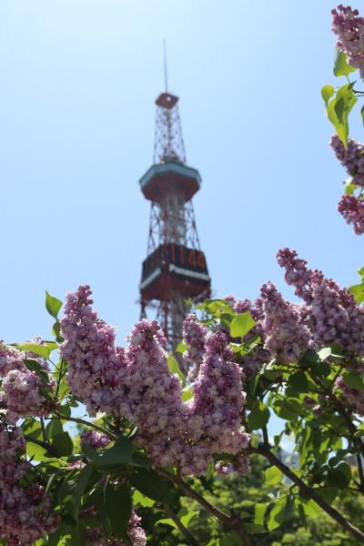 札幌の街中でライラックを見た