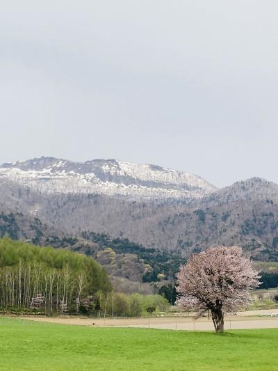 富良野日記2023　③　　5月　ゴールデンウィークのお花見　中富良野とその近郊をドライブ