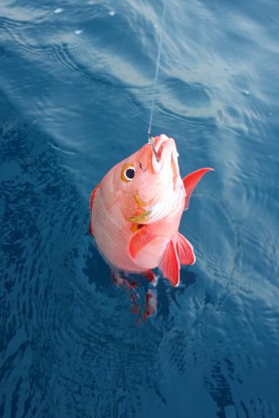 香港からのモルディブ・スリランカ遠征(2-12・完) 今度は大漁。モルディブのリゾートじゃない島 "Mahibadhoo" で２度目の釣り！